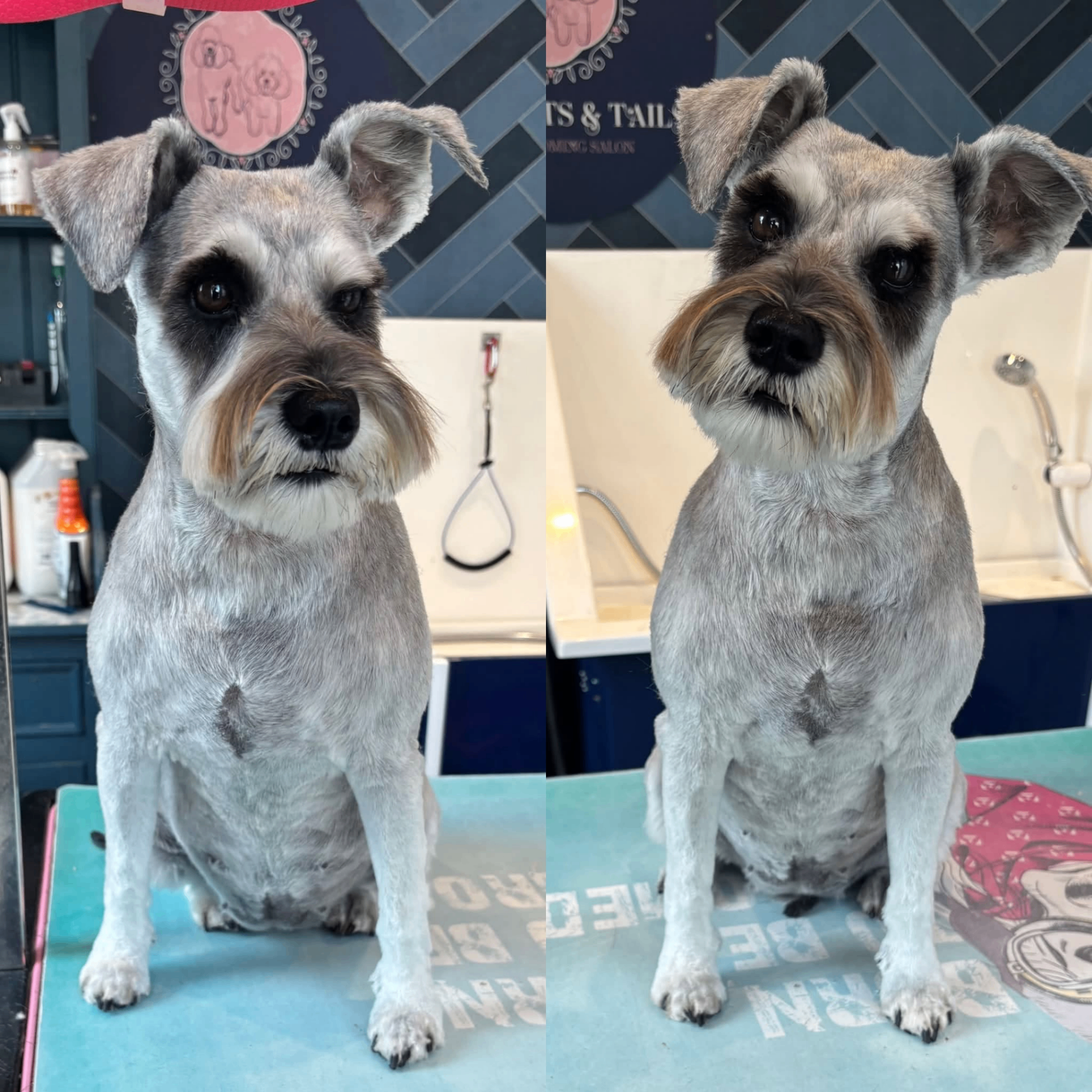 Miniature schnauzer beautifully groomed