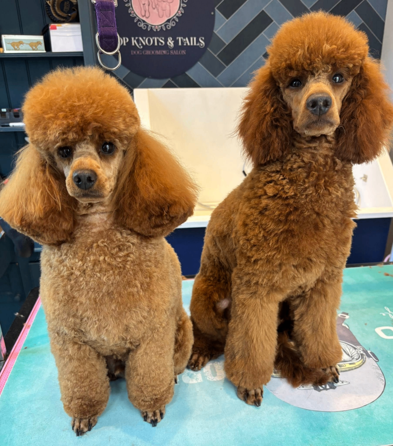 Two red poodles styled by Ellie at Top Knots & Tails