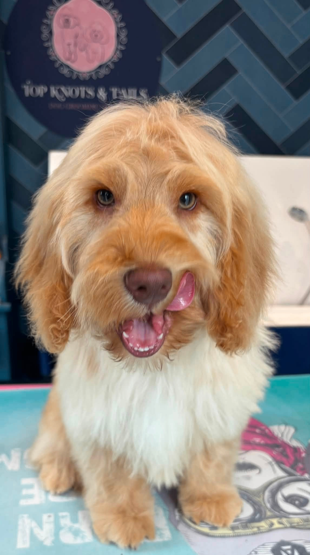 A happy golden cockapoo freshly groomed at Top Knots & Tails