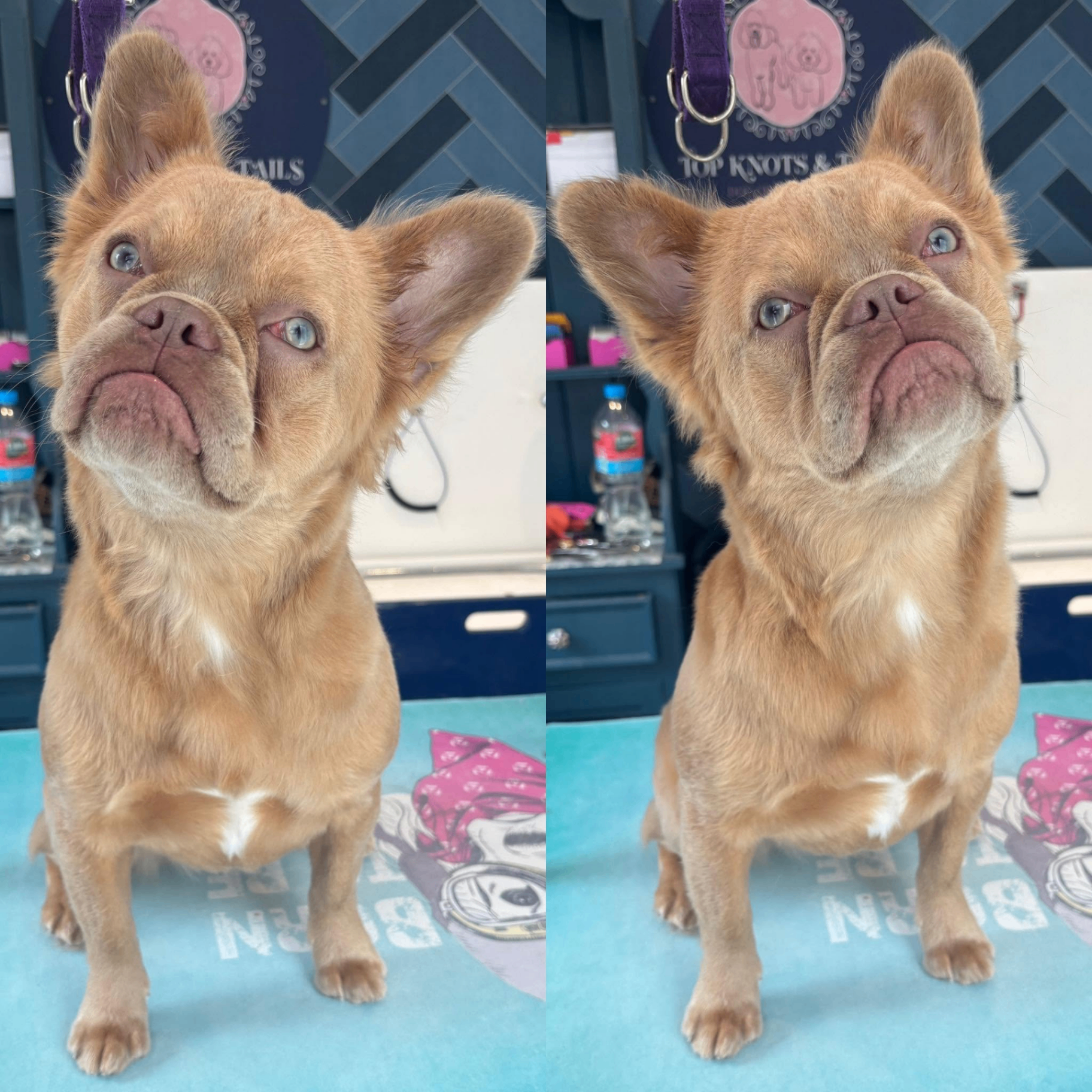 French bulldog looking to camera